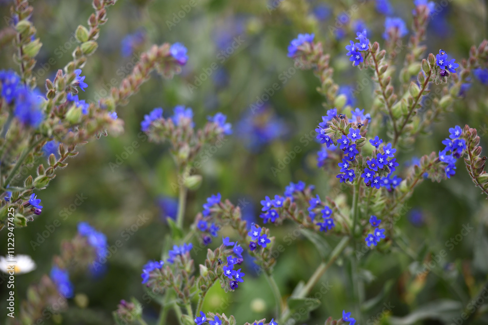 Obraz premium Anchusa officinalis and delicate flower of field. flower season. wildflowers. medicinal herbs. beauty of nature. close-up. blue wildflower