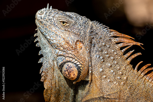 Honduras, Roatán, Roatán spiny-tailed Iguana (Ctenosaura oedirhina) photo