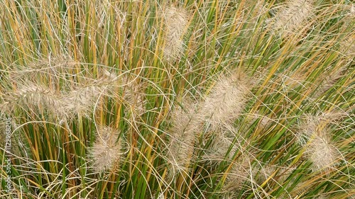 Afrikanisches Lampenputzergras (Cenchrus setaceus) im Herbst, Bayern, Deutschland, Europa photo