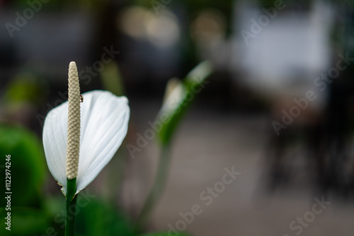Portrait of lily flower with blur background