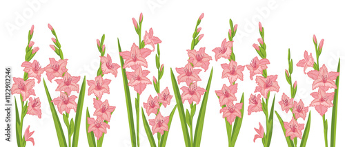 Gladiolus, garden flower, vector drawing flowering plants at white background, floral element, hand drawn botanical illustration