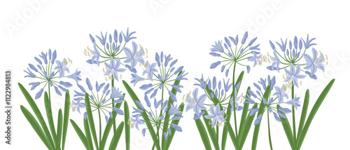 agapanthus, African lily, garden flower, vector drawing flowering plants at white background, floral element, hand drawn botanical illustration
