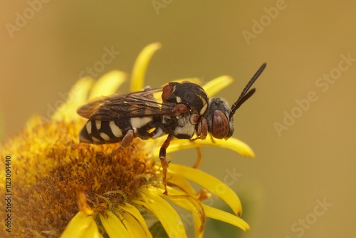 Close up of a the cleptoparasite solitary bee Black-thighed Epeolus variegatus on a yellow flower with green background photo