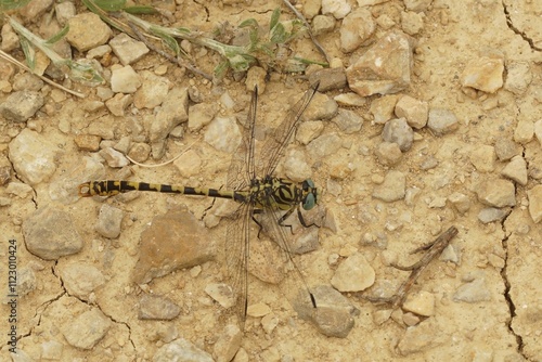 Closeup on a male the small pincertail or green-eyed hook-tailed dragonfly, Onychogomphus forcipatus