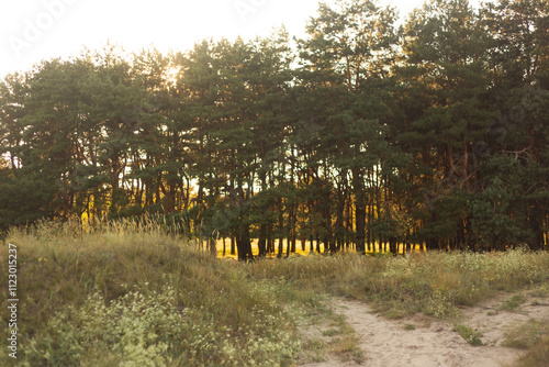 pine trees and grass at sunset. beautiful landscape with a forest