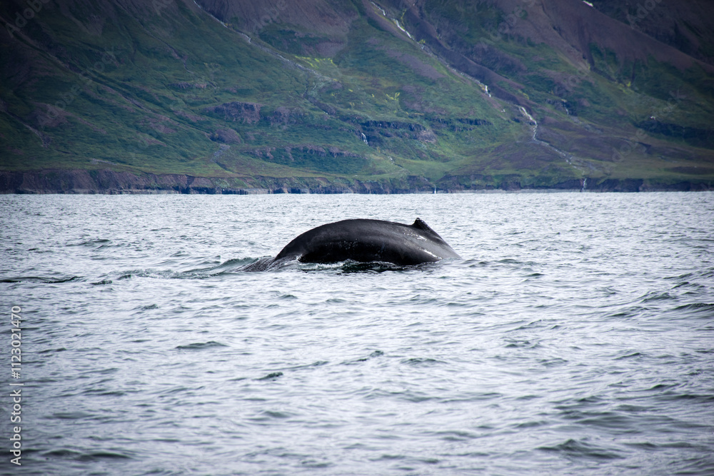 Obraz premium Humpback whale diving in the ocean near iceland's coast