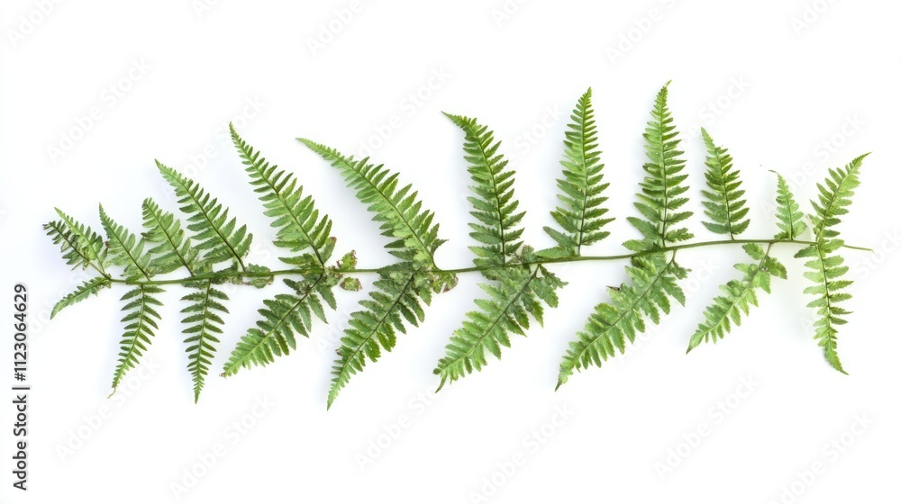A green fern leaf arranged horizontally on a white background. A green fern leaf arranged horizontally on a white background.