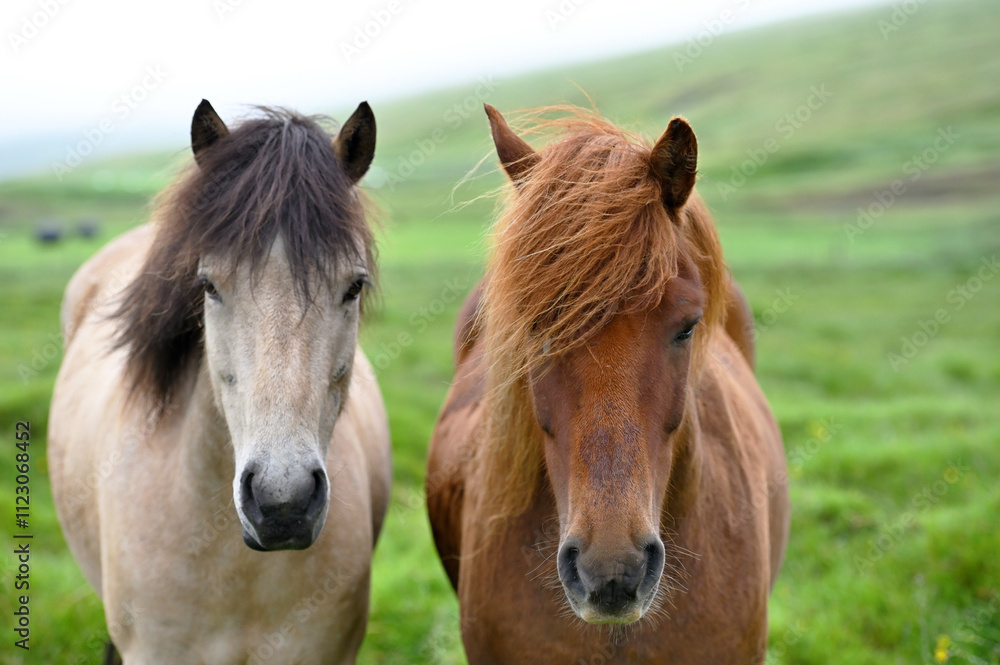 Fototapeta premium Icelandic horses