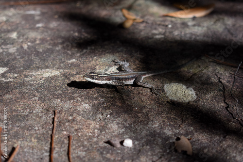 lizard on a stone