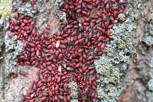 A group of insects Linden bug or mallow bugs, Oxycarenus lavaterae, mainly larvae on the bark of the linden tree. photo