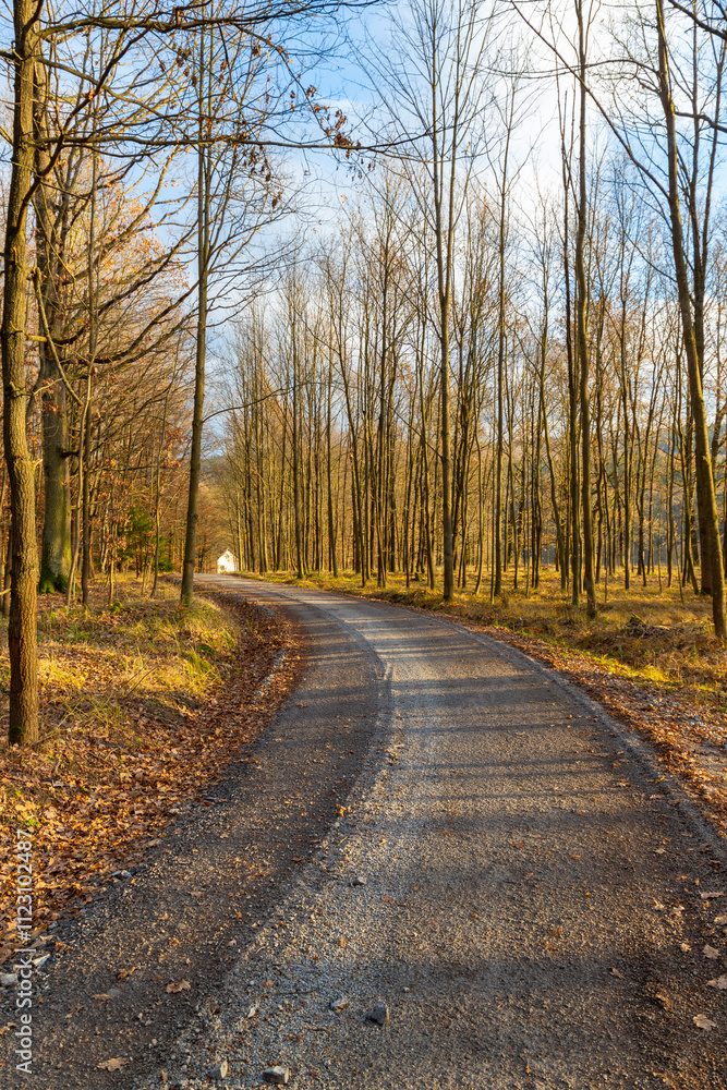 A forest road on a bright autumn evening.