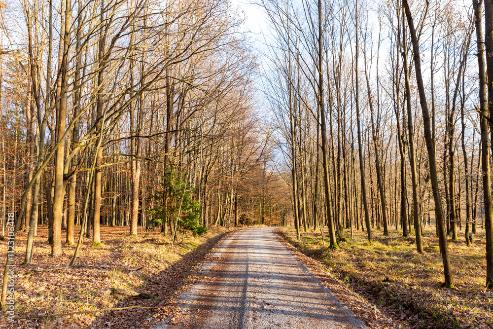 A forest road on a bright autumn evening.