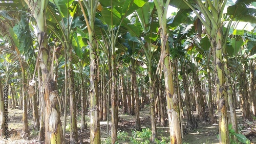 Full view of banana trees orchard, Banana trees close shot photo