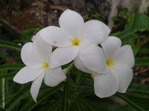 Plumeria pudica or frangipani bride white blooming flowers or kamboja pengantin
