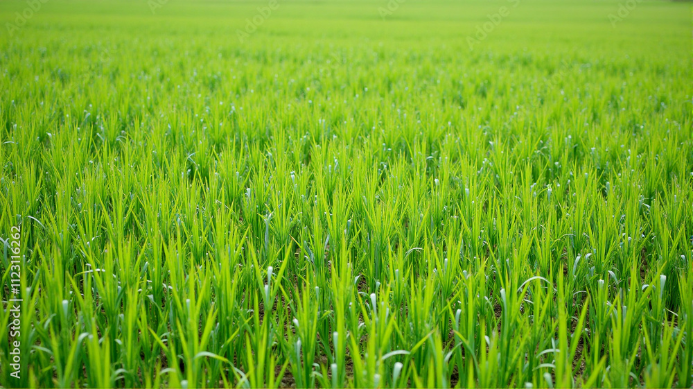 Obraz premium green wheat field