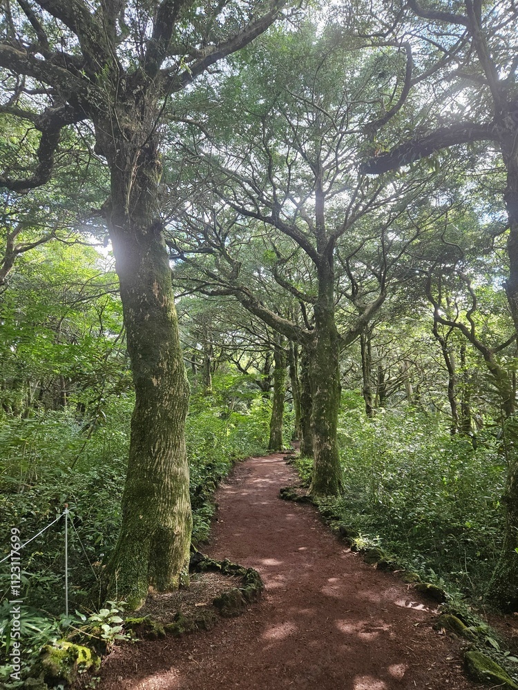 Fototapeta premium Forest path