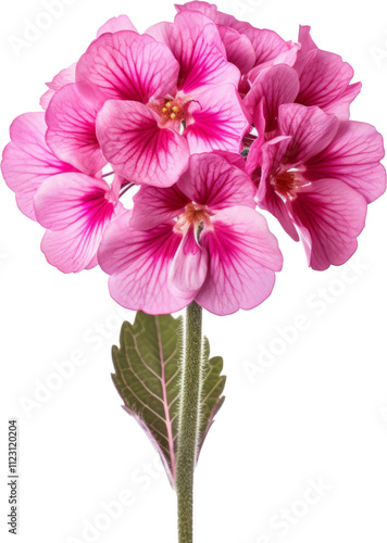 Primula Flower, transparent PNG, isolated, cut-out