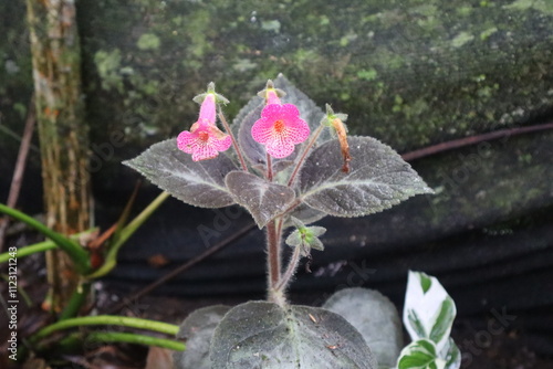 Kohleria flowered pinkish mottled with reddish. photo