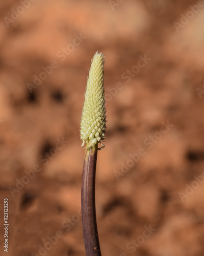 Drimia maritima - Sea squill photo