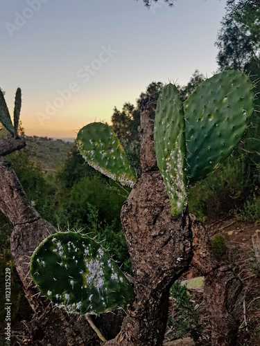 Opuntia, known as the prickly pear cactus, is a genus of flowering plants in the cactus family Cactaceae photo