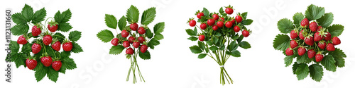 Lush green bush bursting with ripe and vibrant wild strawberries in a picturesque woodland setting  Organic and fresh looking berries nestled amongst the healthy foliage