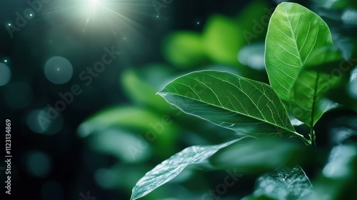 A close-up of vibrant green leaves highlighted by softly focused sunlight bokeh, illustrating the serenity and vitality of nature's lush foliage on a sunny day. photo