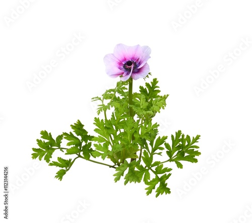 bunch of flowers