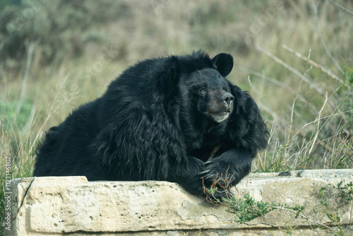 retrato de oso tibetano photo