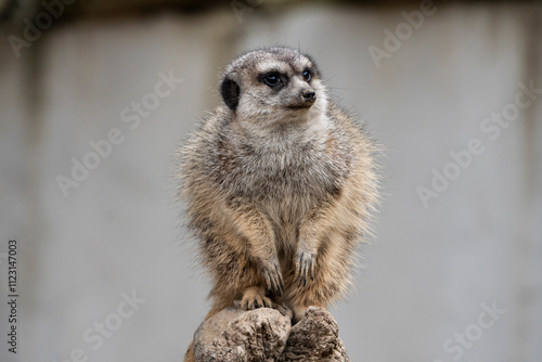 Suricata retrato photo