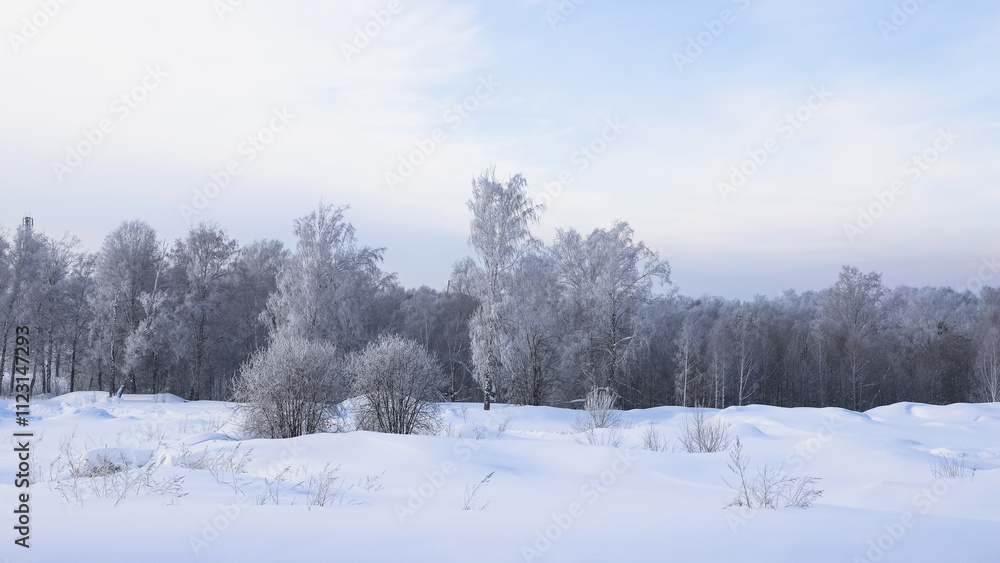 Snowy frosty forest. Beautiful view of snowy trees. Cold winter day Snowy frosty forest. Beautiful view of snowy trees. Cold winter day