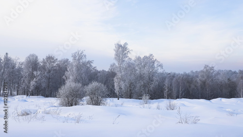 Wallpaper Mural Snowy frosty forest. Beautiful view of snowy trees. Cold winter day Torontodigital.ca