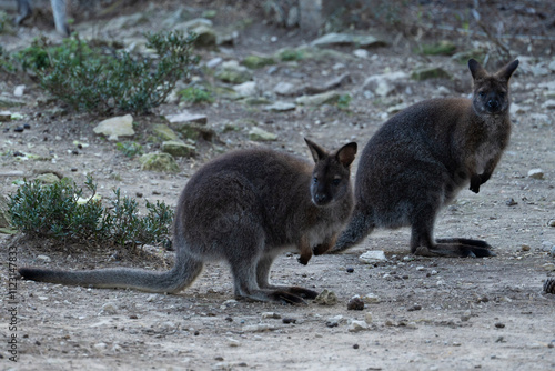 walabí de cuello rojo de la familia Macropodidae