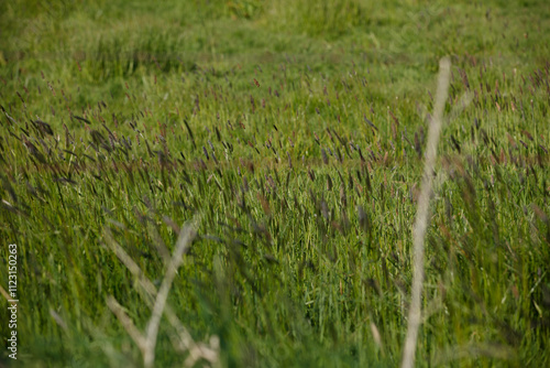 Close-up view of tall grass swaying in the wind.  Focus is shallow, with blurred background.  Natural, outdoor scene. photo