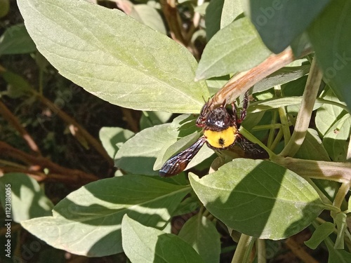 Xylocopa latipes collect nectar from ocimum basilicum flower or broad-handed carpenter bee on Basil plant  photo