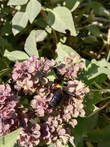 Xylocopa latipes collect nectar from ocimum basilicum flower or broad-handed carpenter bee on Basil plant  photo