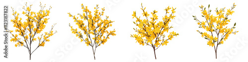 Vibrant and Lush Forsythia Bush in Full Bloom Covered in Striking Yellow Flowers that Create a Bright Cheerful and Scenic Spring Landscape