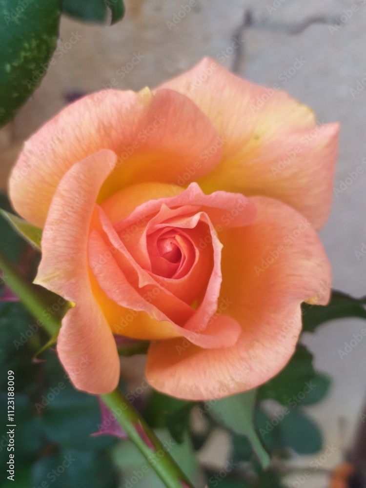 Obraz premium Rosa color naranja