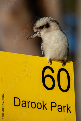 Kookaburra perching on a sign photo