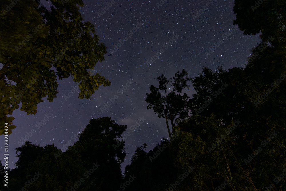 Starry night sky above dark trees, creating a serene atmosphere of nature under the vast universe. Starry night sky above dark trees, creating a serene atmosphere of nature under the vast universe.