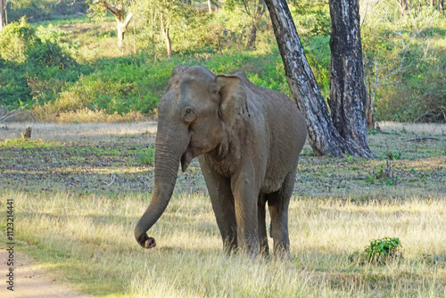Canvas Print picture of Elephant clicked from nagerhole tiger reserve