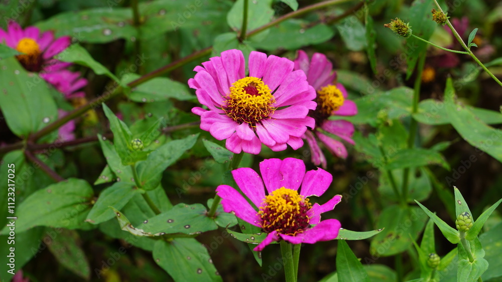 Obraz premium Zinnia elegans flower in araku valley. This is picture of Zinnia elegans flower in daisy family taken from the botanical garden of Araku valley.