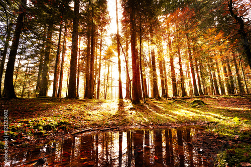 lumière d automne en foret 