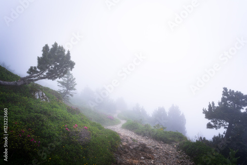chemin de brume 