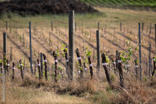 Grafted grape vines in a vineyard in the hilltops region photo