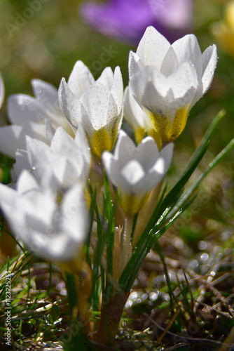 krokusy photo