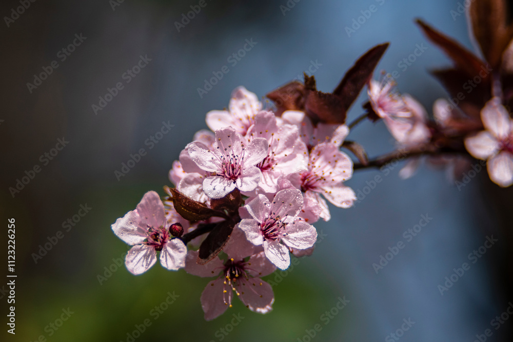 Obraz premium kwitnąca czereśnia