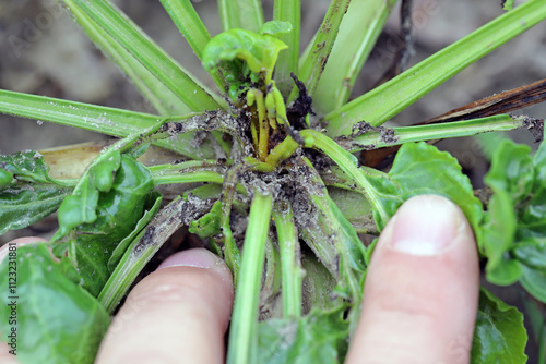 Sugar beet with caterpillar feeding places of Beet moth, Scrobipalpa ocellatella. photo