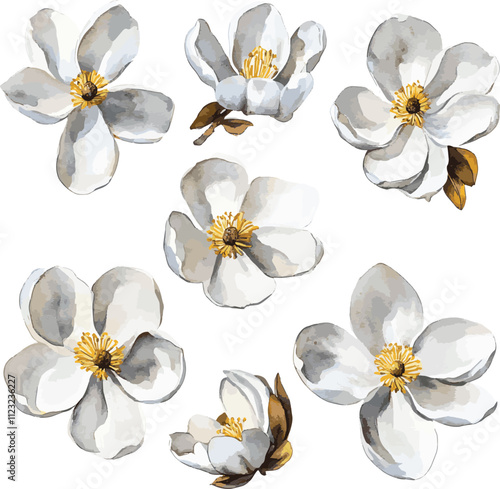 watercolor white jasmine flowers set on white, vector set, perfect for invitation wedding card
