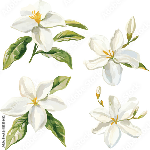 watercolor white jasmine flowers set on white, vector set, perfect for invitation wedding card