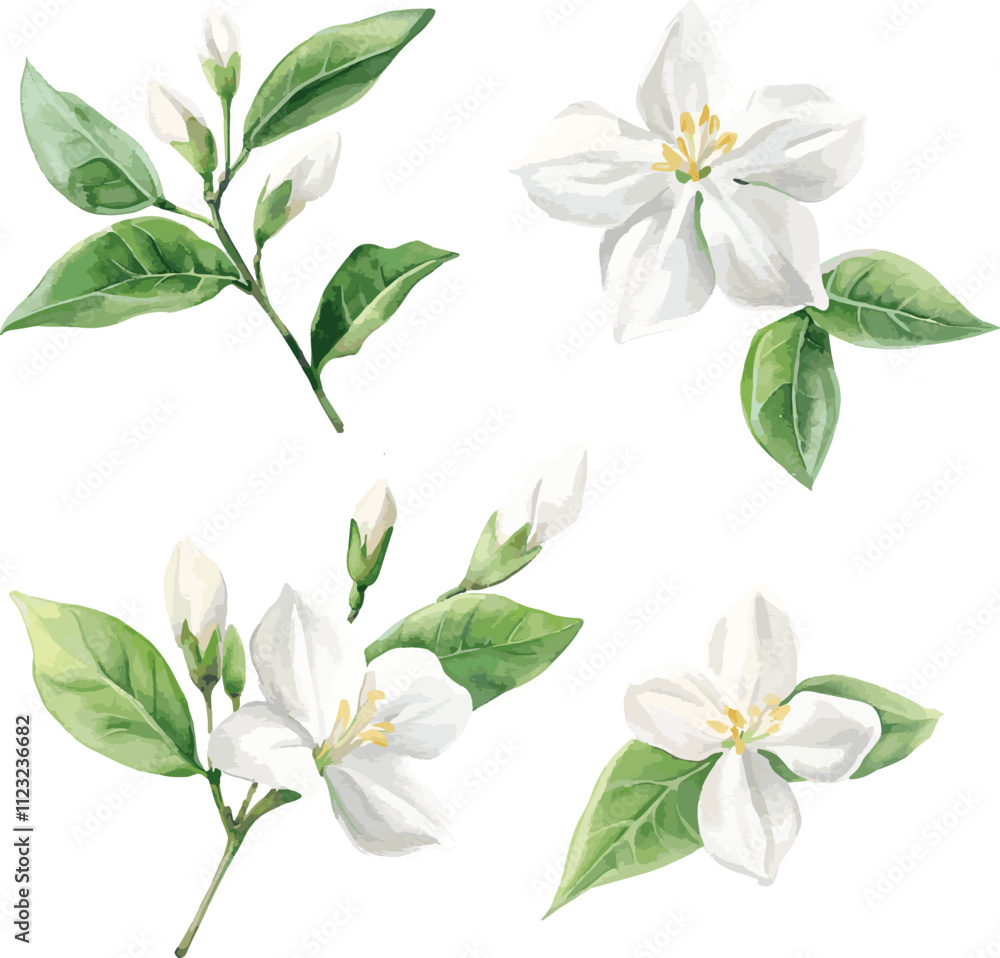 Fototapeta premium watercolor white jasmine flowers set on white, vector set, perfect for invitation wedding card
